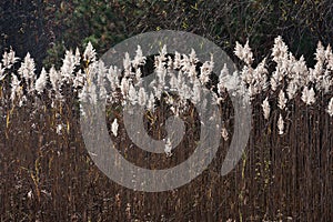 Prairie Cordgrass (Spartina pectinata) photo