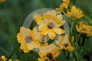 Prairie Coreopsis  39388