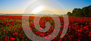prairie covered by red poppy flowers at the sunrise photo
