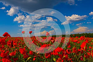prairie covered by red poppy flowers under cloudy sky photo