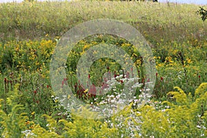 A prairie covered with wildflowers and grasses, including Goldenrod, Queen Anne`s Lace, Cardinal Flower and Black Eyed Susans