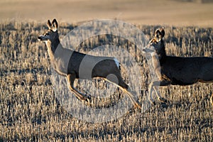 Prairie Deer Saskatchewan