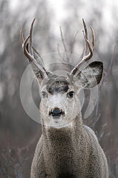 Prairie Deer Saskatchewan