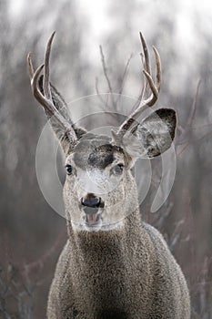 Prairie Deer Saskatchewan