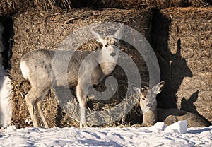 Prairie Deer Saskatchewan