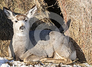 Prairie Deer Saskatchewan