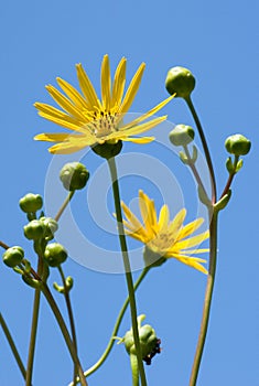 Prairie Dock Standing Tall