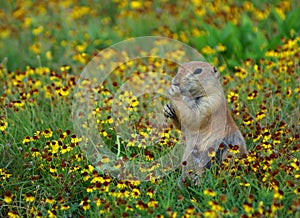 Prairie Dog