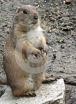 Prairie Dog