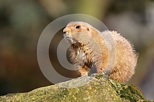 A prairie dog