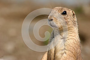 Prairie dog