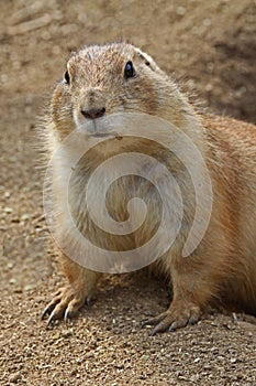 Prairie Dog