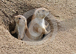 Prairie Dog