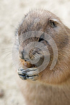 Prairie Dog