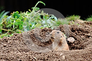 Prairie dog