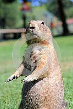 Prairie dog