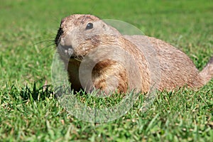 Prairie dog