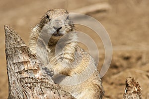 Prairie Dog