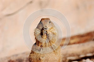 Prairie Dog