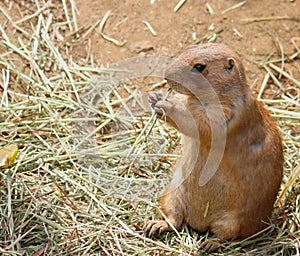 Prairie Dog