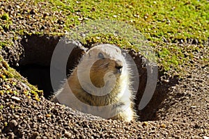 Prairie Dog