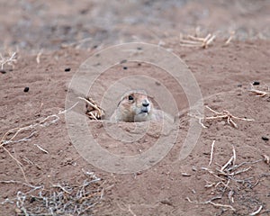 Prairie Dog