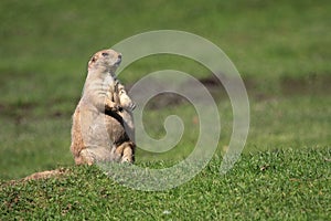 Prairie dog