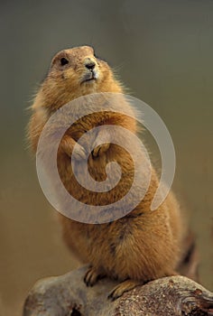 Prairie Dog