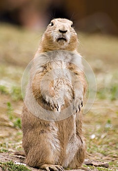 Prairie dog