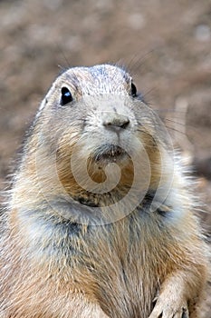 Prairie Dog
