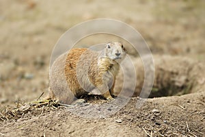 Prairie dog