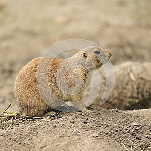 Prairie dog