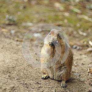 Prairie dog