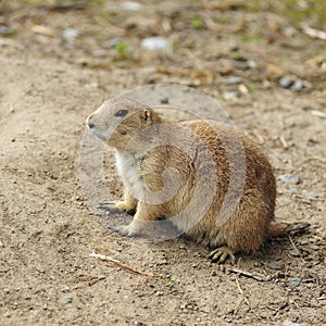Prairie dog