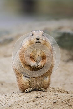 Prairie dog