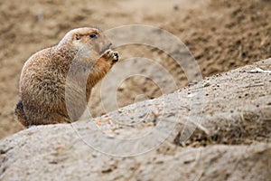 Prairie dog