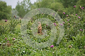 Prairie Dog