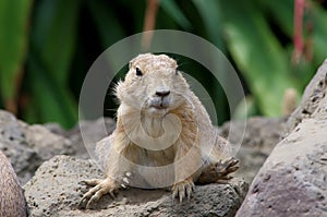 Prairie dog