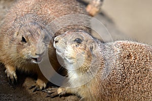 Prairie dog