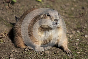 Prairie Dog