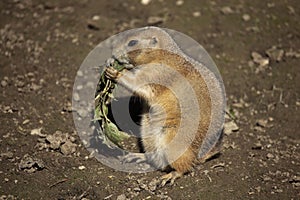 Prairie Dog