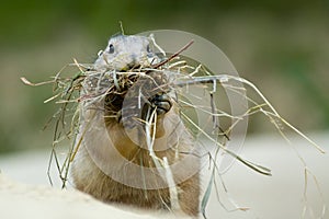 Prairie dog