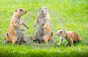 Prairie dog