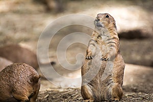 Prairie Dog