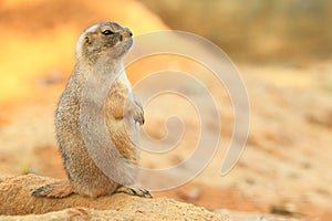 Prairie dog