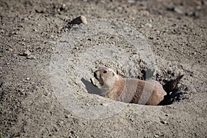 Prairie Dog