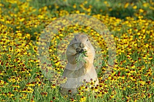 Prairie dog img