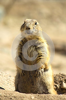 Prairie Dog