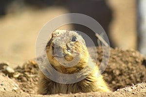 Prairie Dog