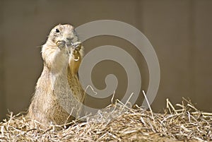 Prairie Dog